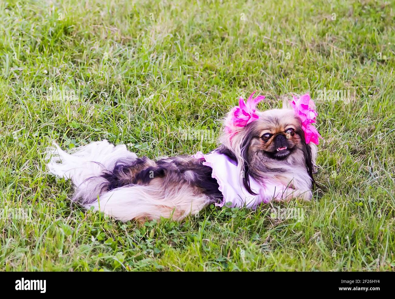 Funny pekingese hot sale