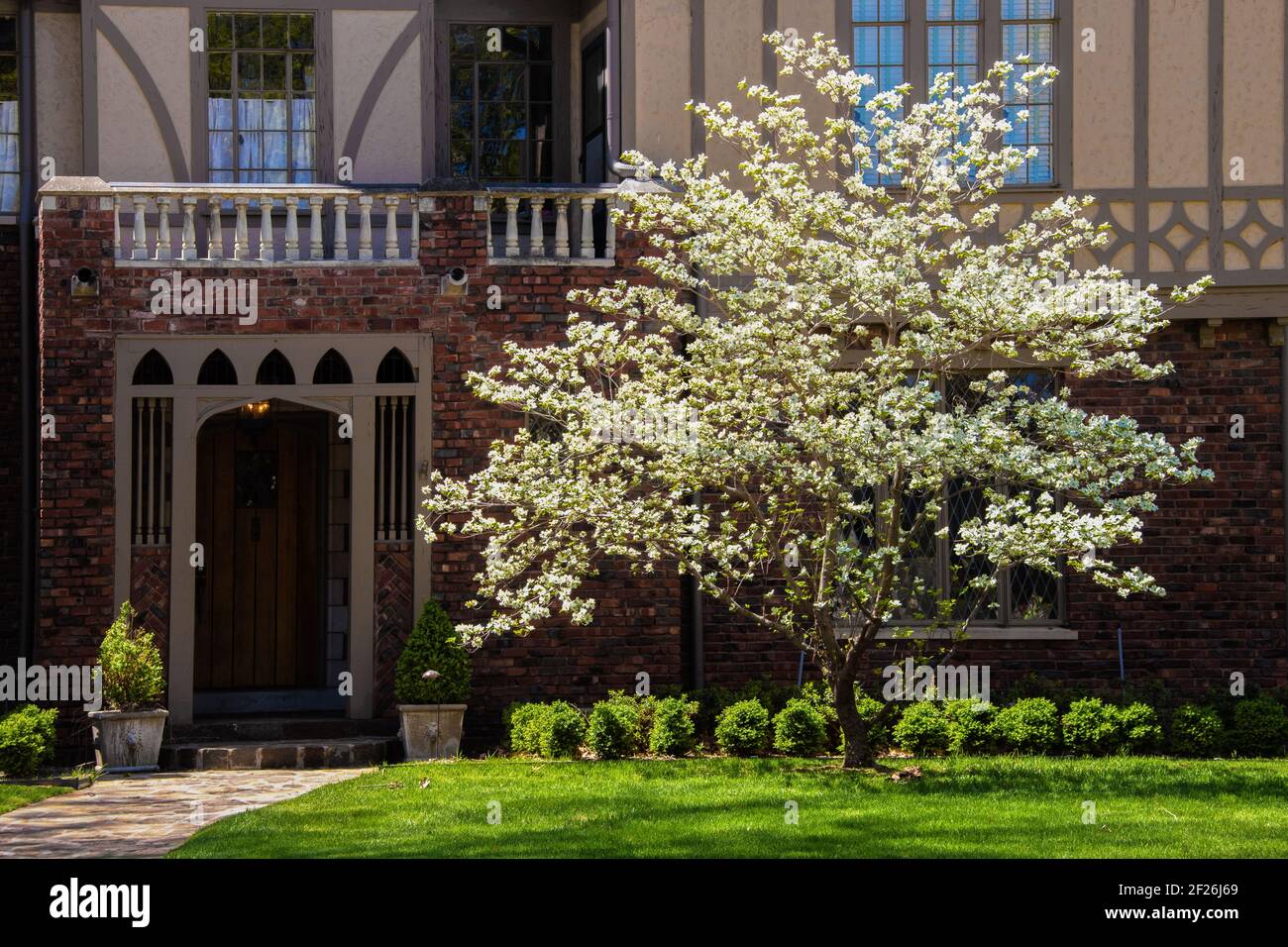 Beautiful dogwood tree in full bloom in sunshine in front of entrance to Tudor style home in shade behind Stock Photo
