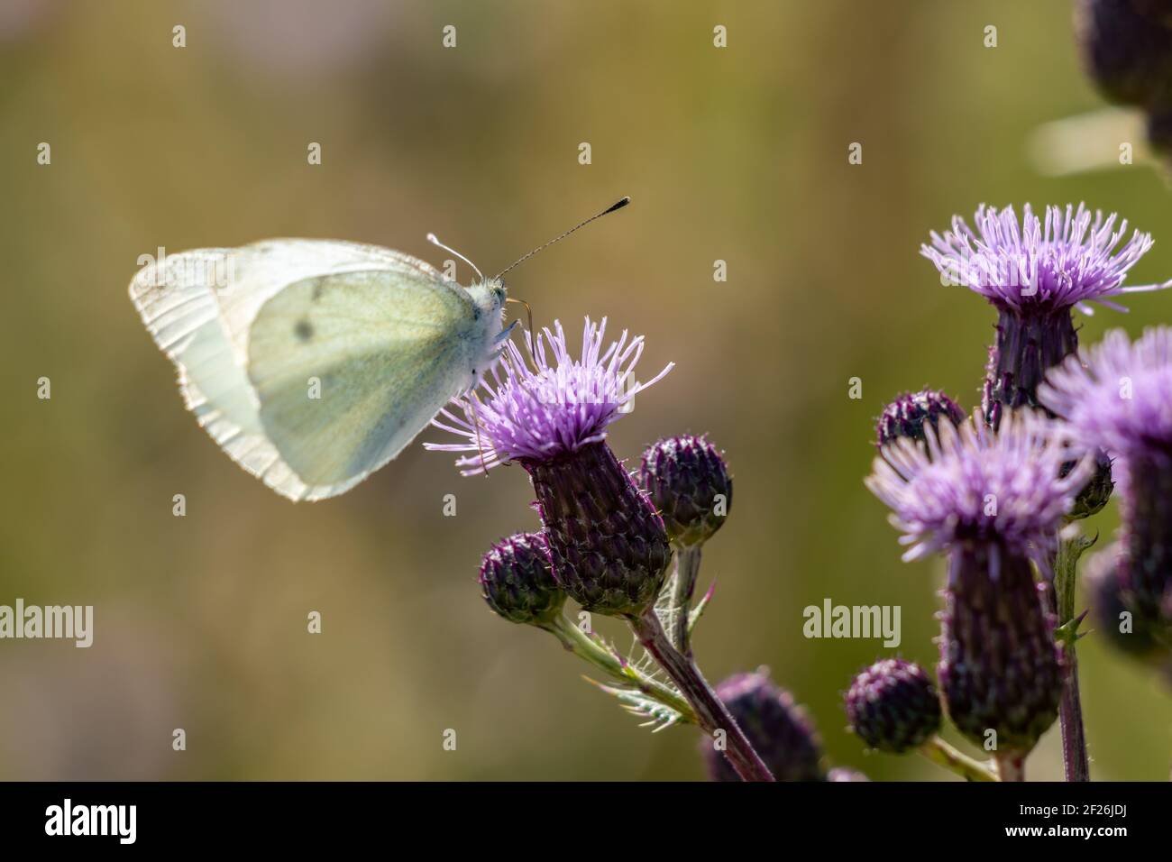 Large White (Pieris brassicae) Butterfly feeding on a thistle flower Stock Photo