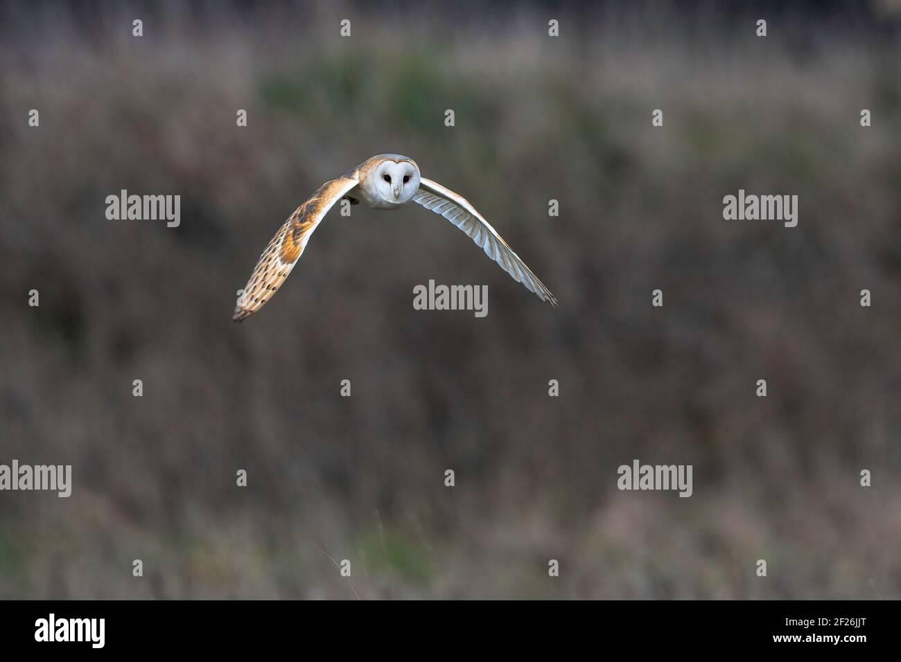Barn Owl-Tyto alba Stock Photo
