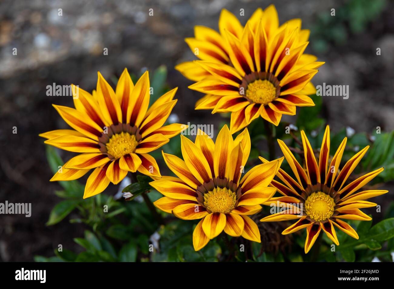 Red and yellow Gazanias flowering in an English garden Stock Photo Alamy