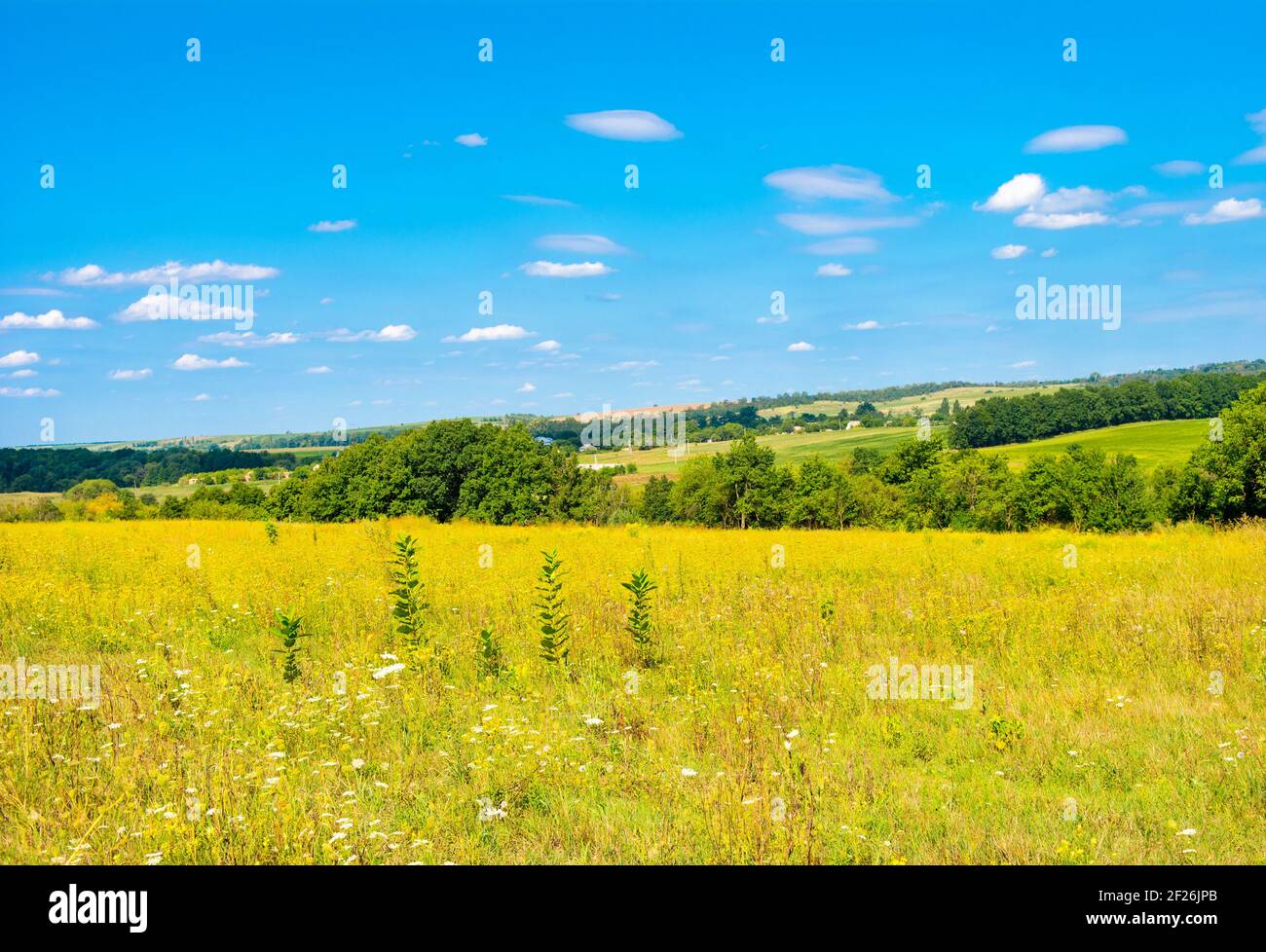 Beautiful rural landscape with yellow field and trees on the hills ...