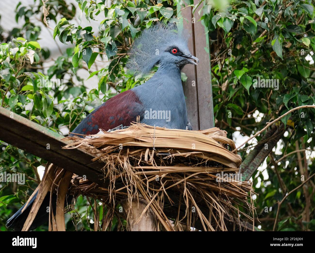 FUENGIROLA, ANDALUCIA/SPAIN - JULY 4 : Southern Crowned Pigeon (Goura scheepmakeri sclateri) at the Bioparc Fuengirola Costa del Stock Photo
