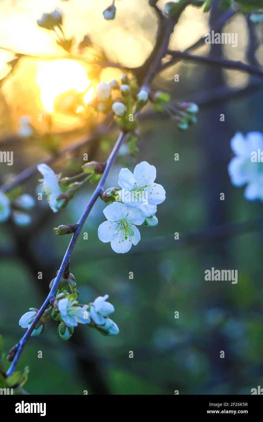 Cherry tree banches with white flowers in warm golden sunset light in ...