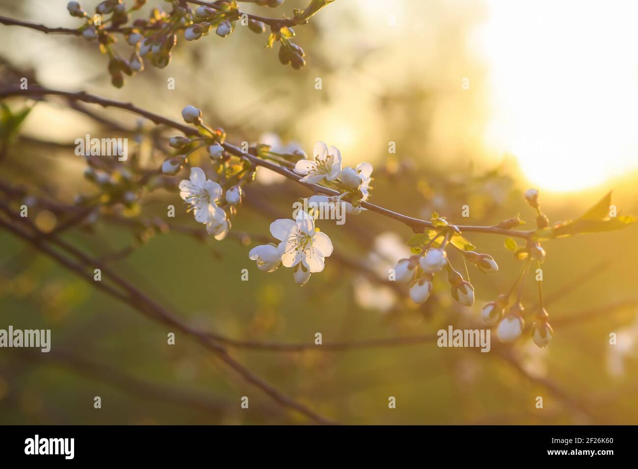 Cherry tree banches with white flowers in warm golden sunset light in ...
