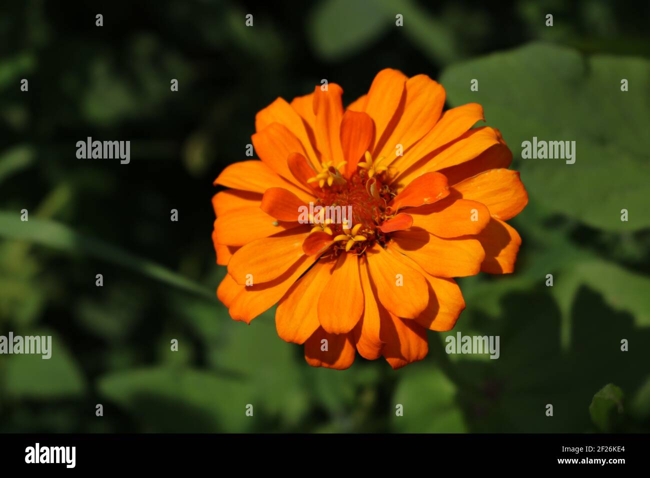 Orange Flower in bloom, Avakas Gorge, Cyprus Stock Photo