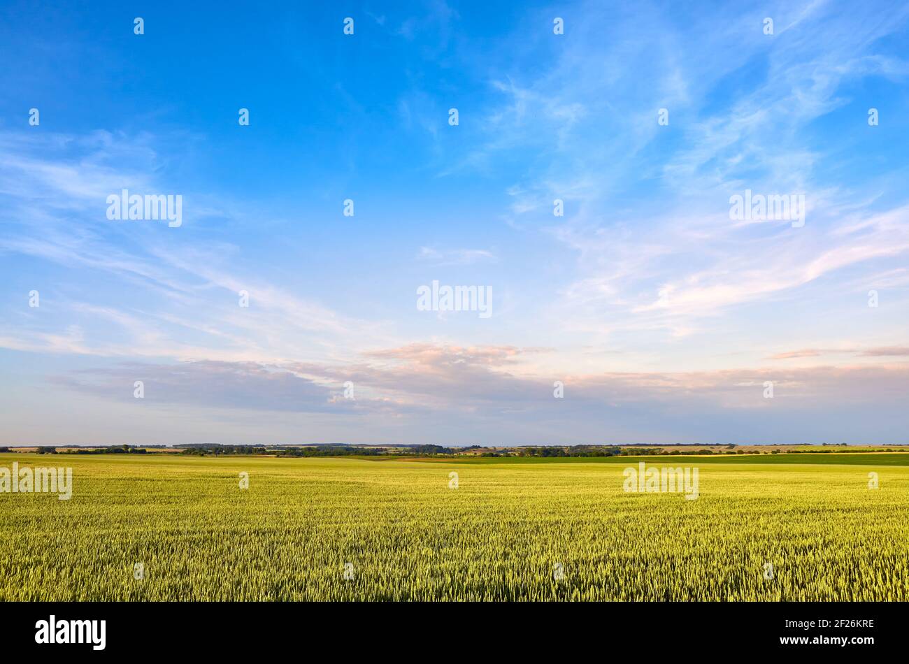 Crop field, rural landscape in the afternoon. Stock Photo