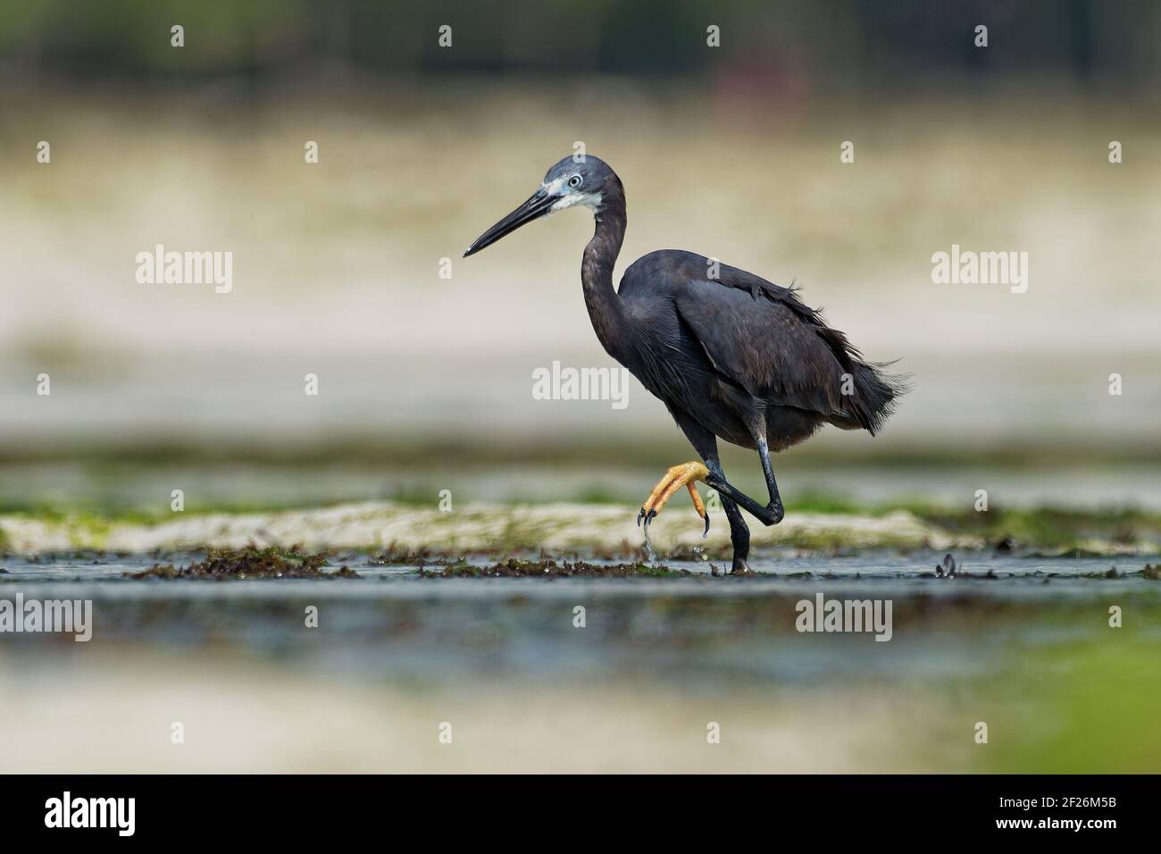 Bahrain and madagascar hi-res stock photography and images - Alamy