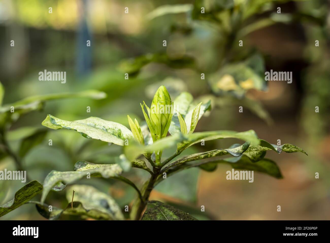 A selective focus shot of a branch of Estragon green and yellow leaves