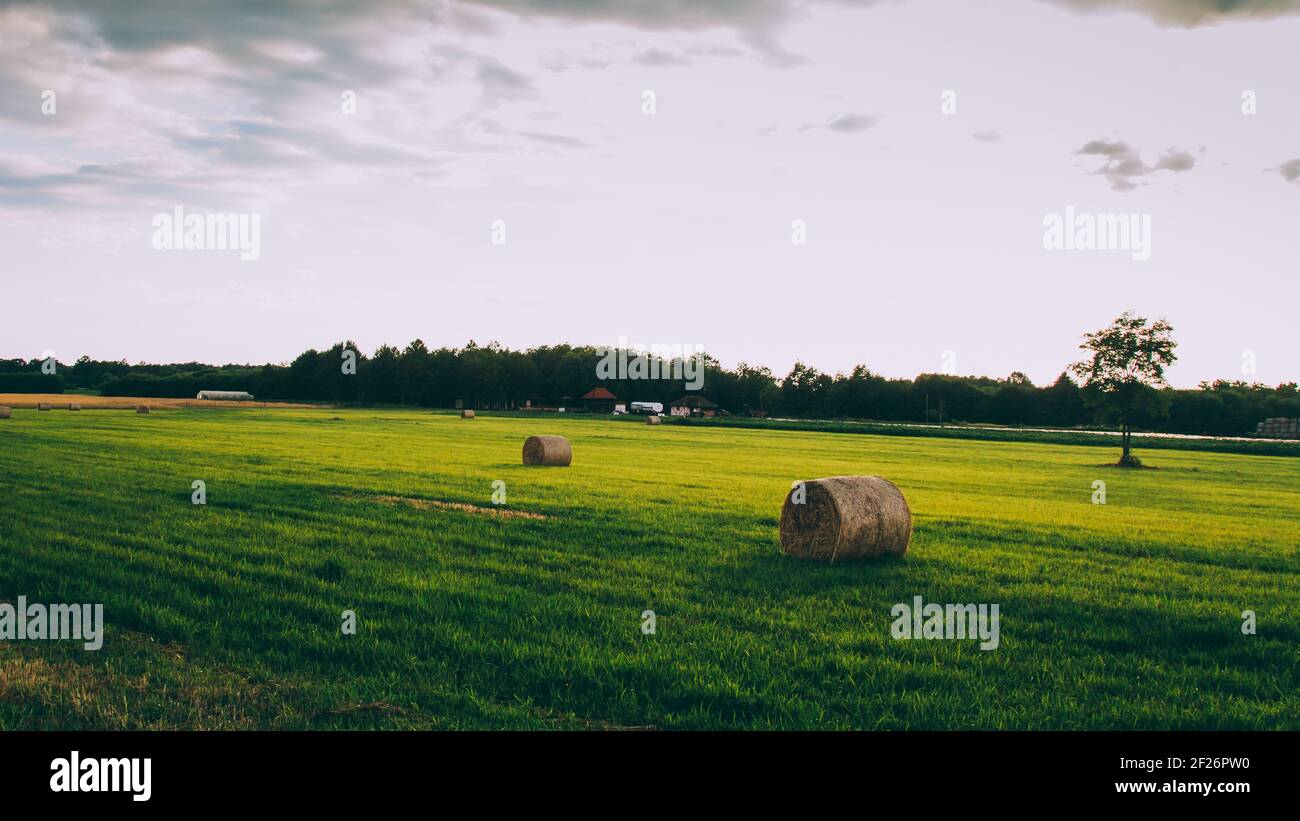 A group of hay rolls on a green meadow under the cloudy sky Stock Photo ...