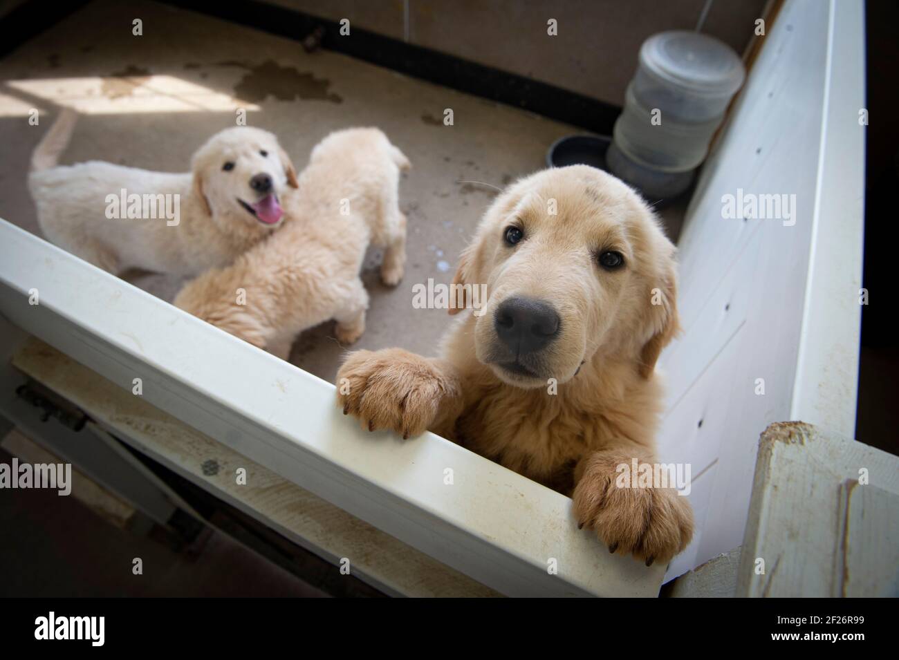 Service Puppies High Resolution Stock Photography And Images Alamy