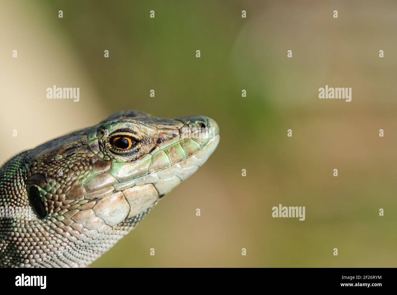 Macro view of Italian lizard face and eyes,reptile skin,Podarcis siculus,animals Stock Photo