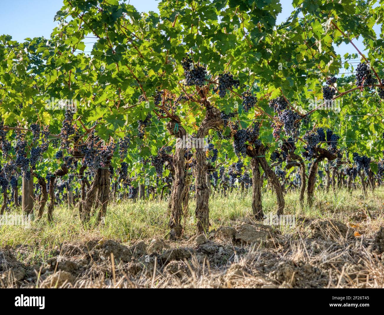 Vineyard on an oblique slope with ripe red grapes. Plantage,old gnarled trunks, sunny day with blue sky. In front was ploughed, meadow under the vines Stock Photo