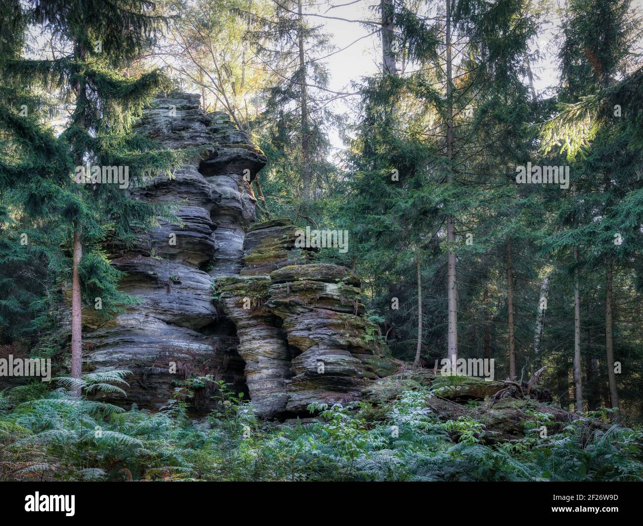 Sandstone rocks in the coniferous forest. Saxon Switzerland, Germany, Saxony. Enchanting atmosphere in the dense forest. Sandsteinfelsen im Nadelwald. Stock Photo