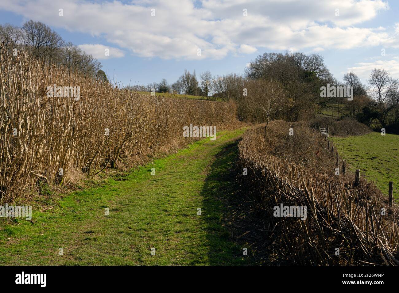 Grass farm track in East Sussex, England in winter Stock Photo