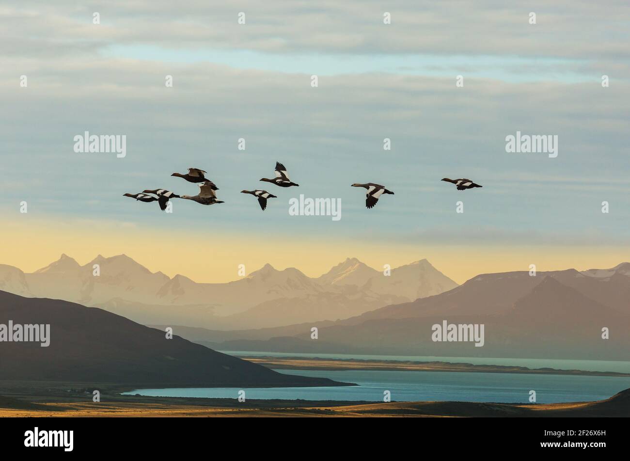 Birds in Patagonia Stock Photo - Alamy