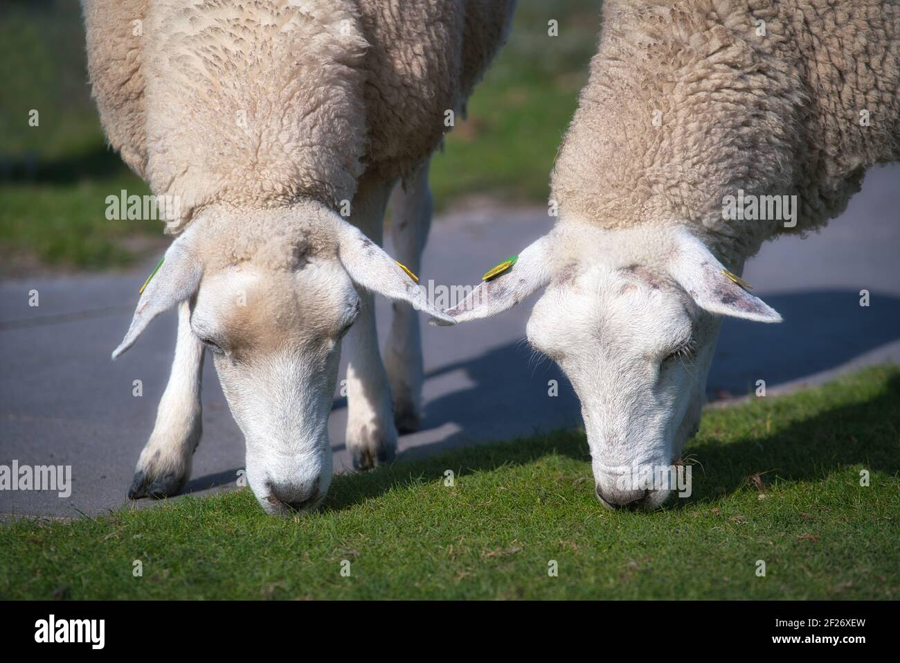 Two branded sheep grazing forward bent together on a dike. Portrait heads sheep. Zwei Schafe grasen gemeinsam auf dem Deich. Porträt Köpfe Schafe. Stock Photo