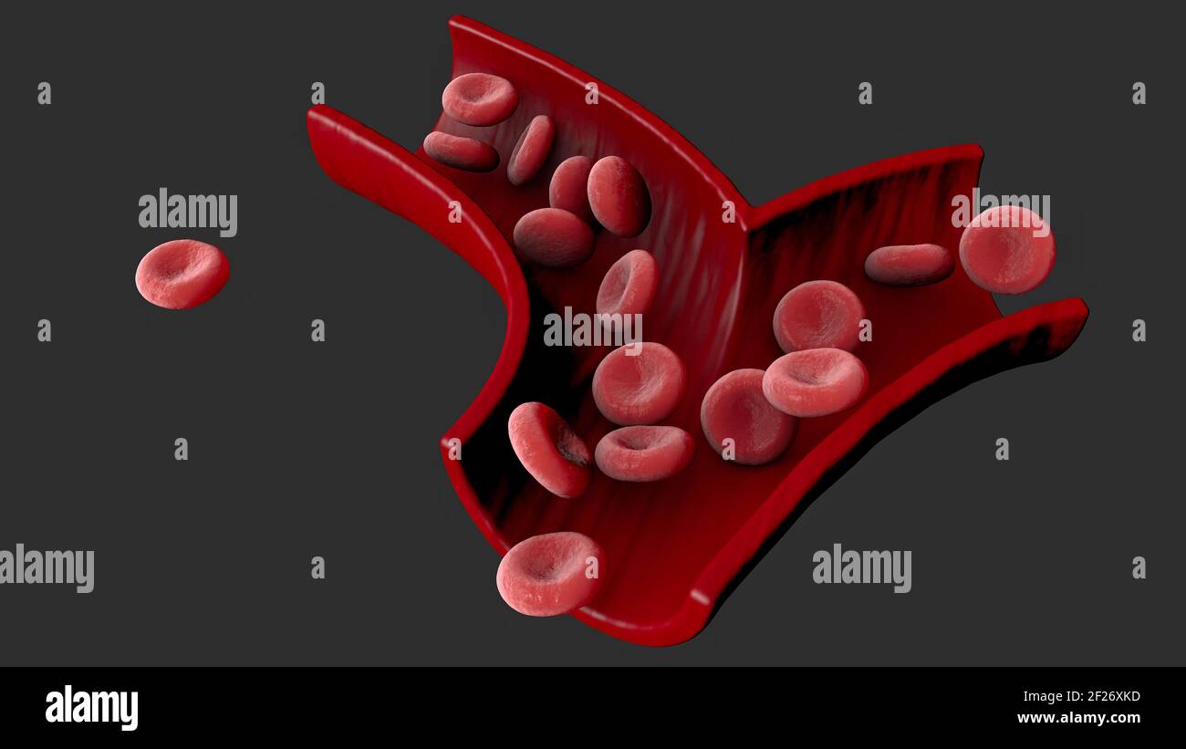Red blood cells, erythrocyte cell, flow of red blood cells inside a vein, section of a vein, 3d render Stock Photo