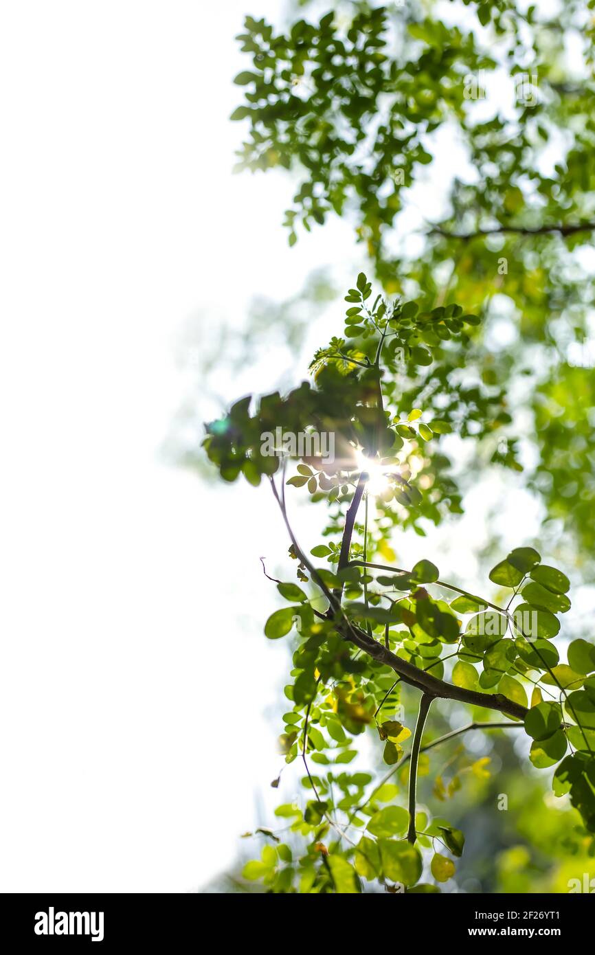 A selective focus shot of a plant tree branch with green leaves on it ...