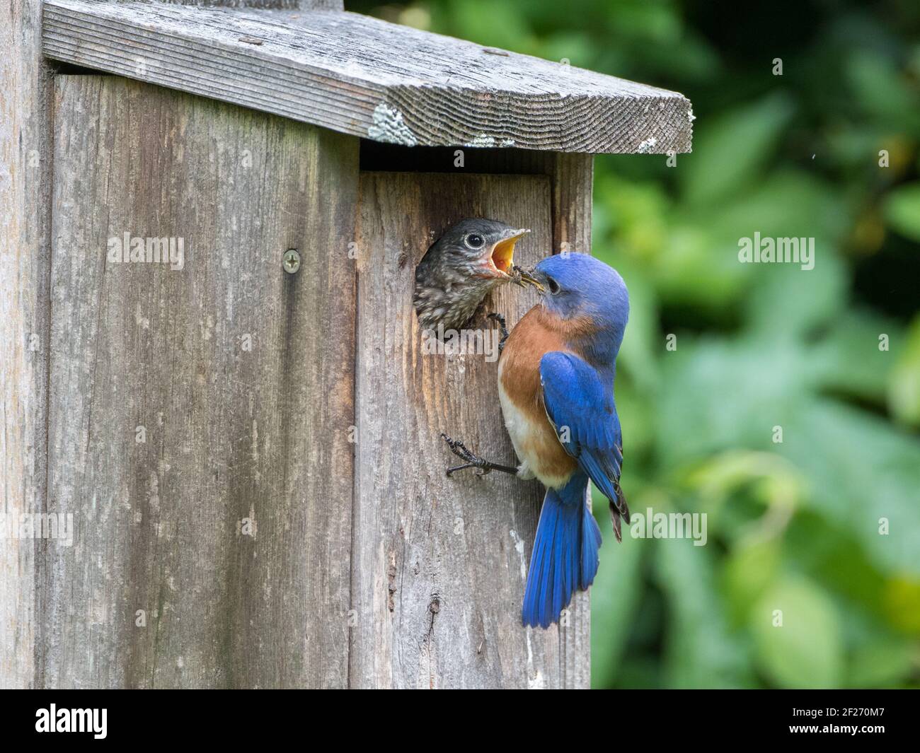 A male eastern bluebird, Sialia sialis, feeding a spider to its chick. Stock Photo