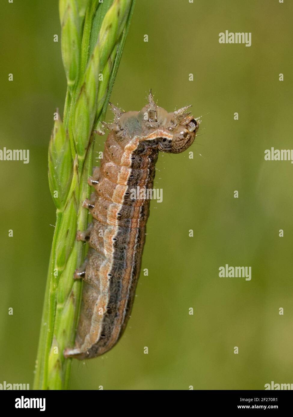 Close-up of a cutworm in a defensive posture. Stock Photo