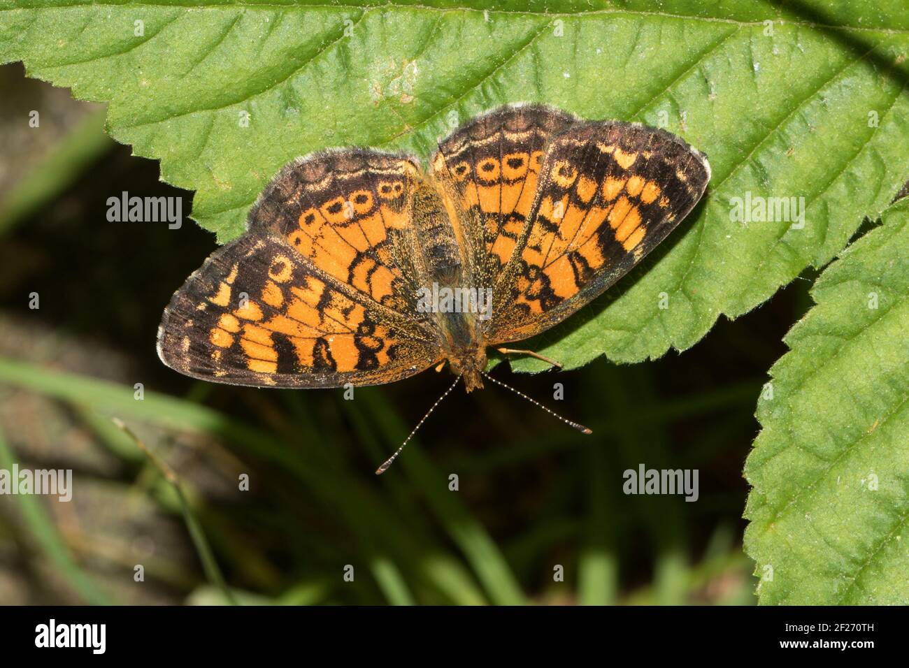 Close-up of a Gorgone checkerspot, Chlosyne gorgone, butterfly from the Blue Ridge Mountains of north Georgia, USA. Stock Photo