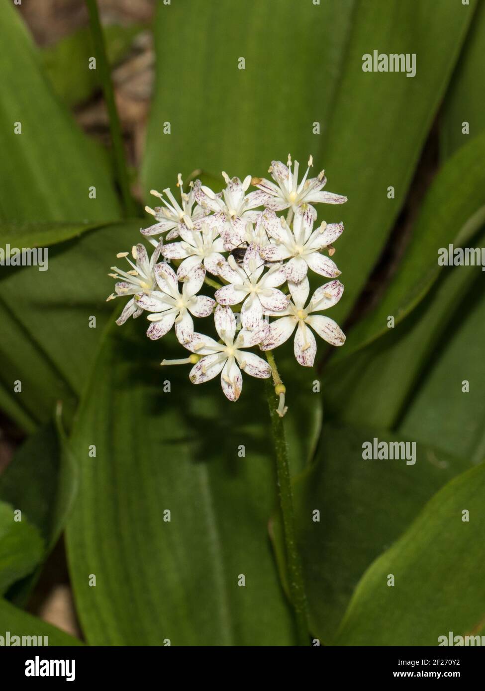 Close-up of wood lily, Clintoniia umbellulata, blooms. Stock Photo