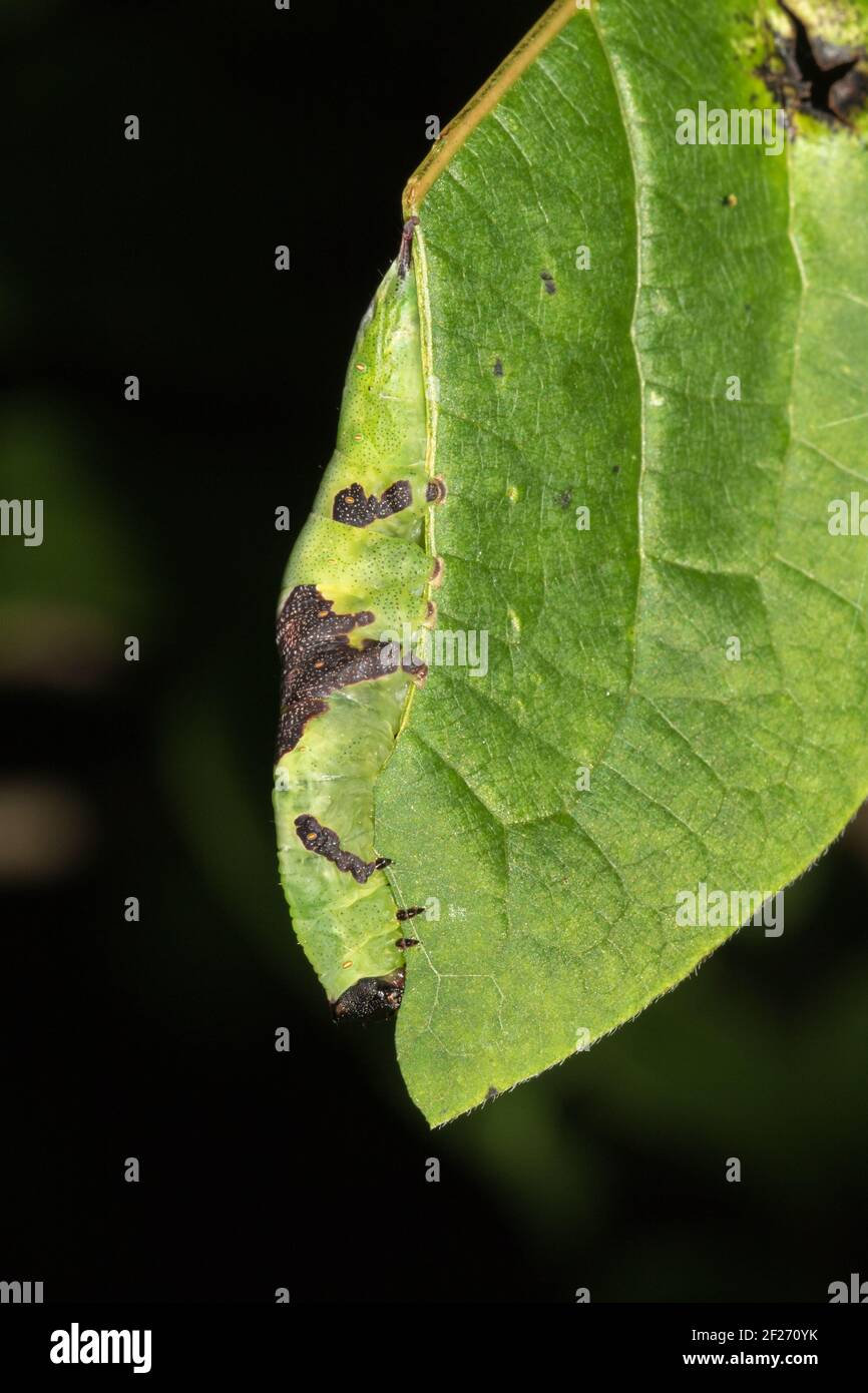 Cryptically colored caterpillar feeding on a leaf. Stock Photo