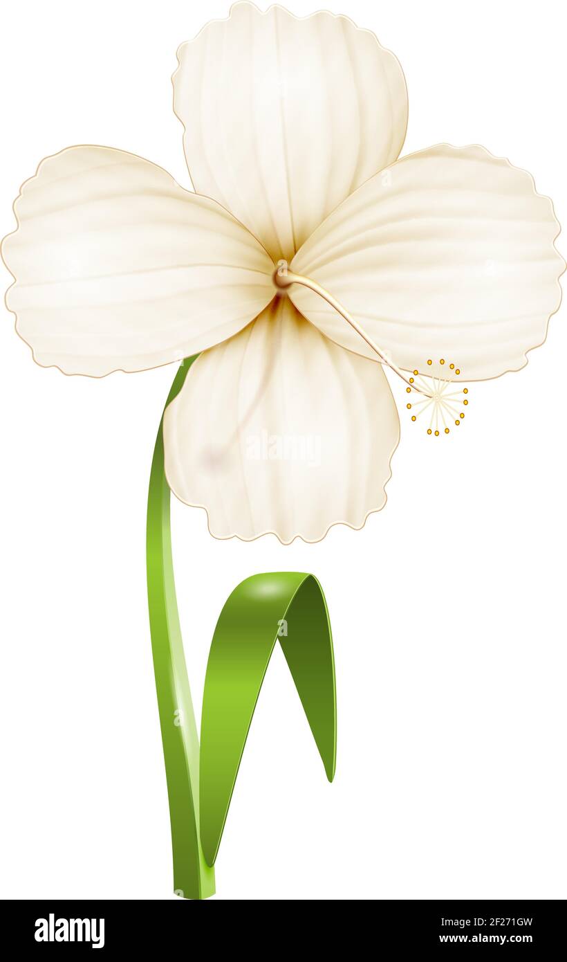 Realistic Vector Flower isolated on white background Stock Vector Image ...