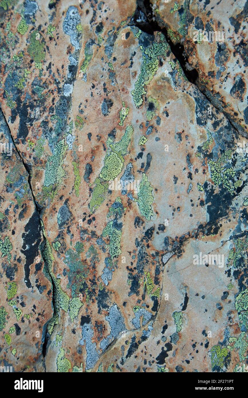 Colourful lichens on rock, Sealy Range, Aoraki / Mount Cook National Park, South Island, New Zealand Stock Photo