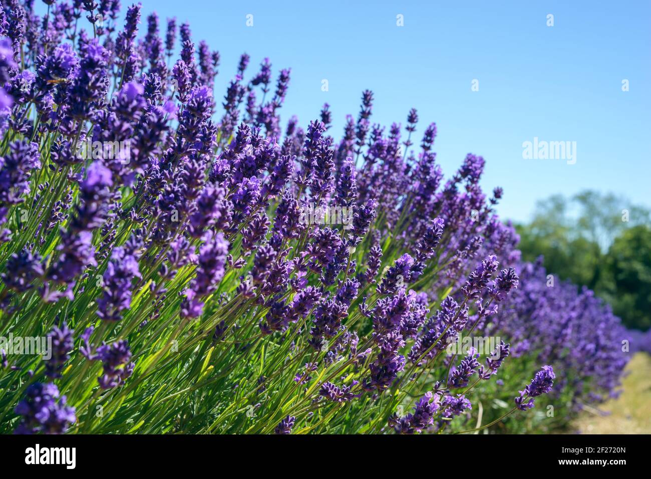 Field of vibrant Lavender flowers on a suuny summers day Stock Photo