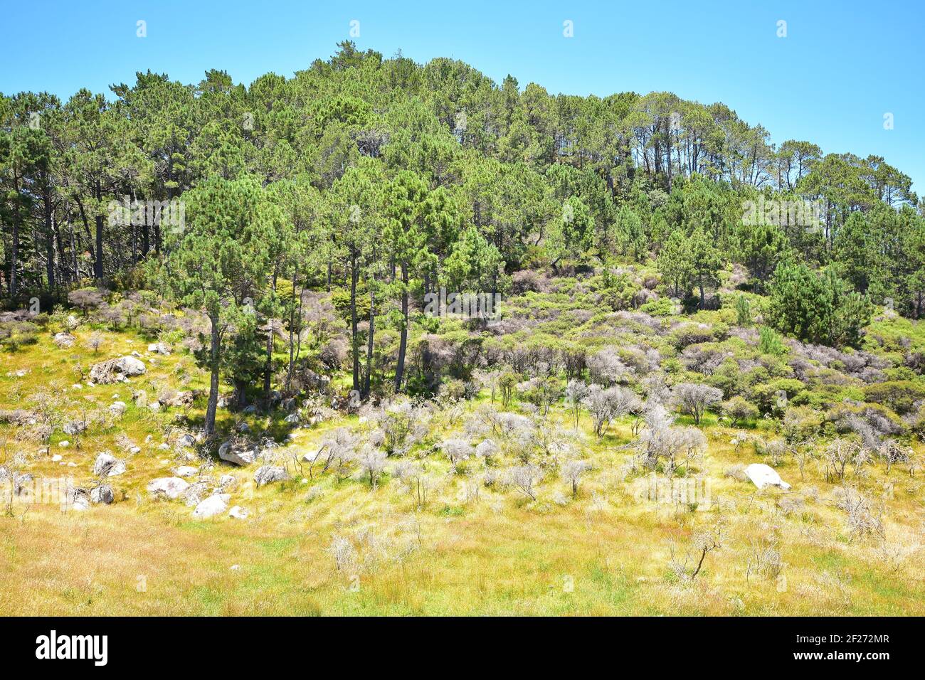 Rocky paddock with dry shrubs and pine trees in bright summer sun. Stock Photo