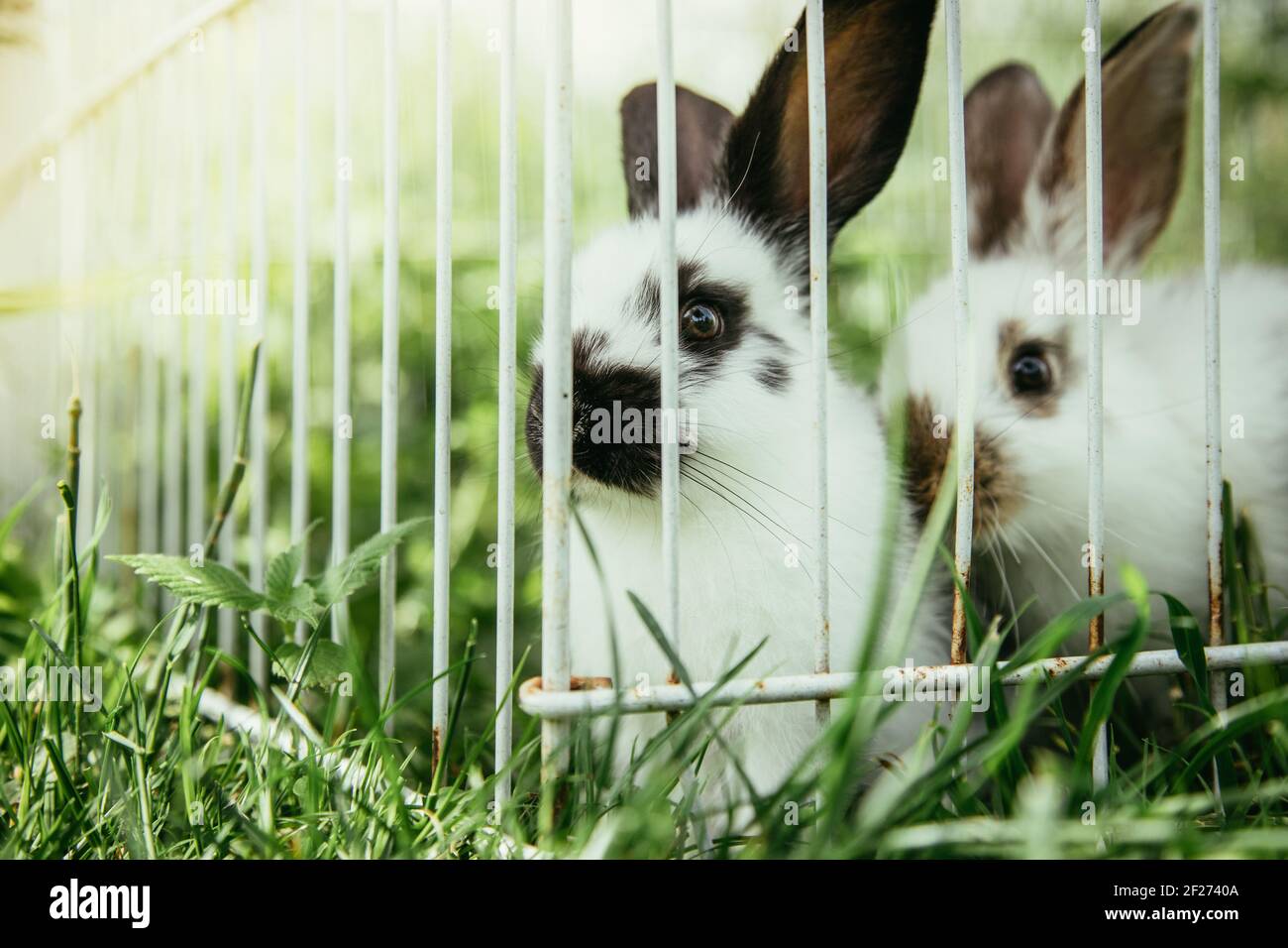 Cute little bunnies in an outdoor compound, green grass, summertime Stock Photo
