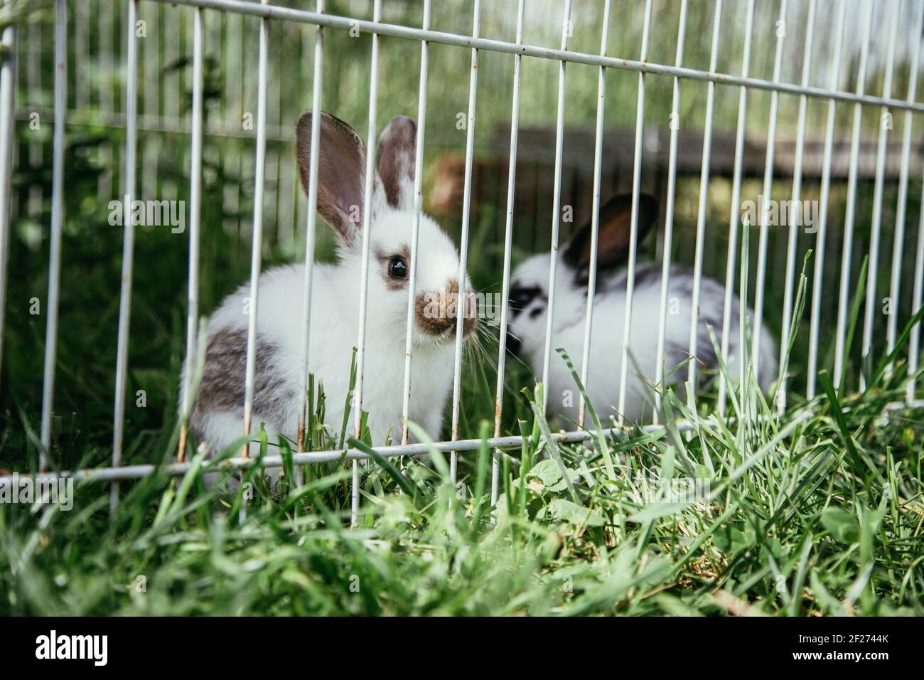 Cute little bunnies in an outdoor compound, green grass, summertime Stock Photo