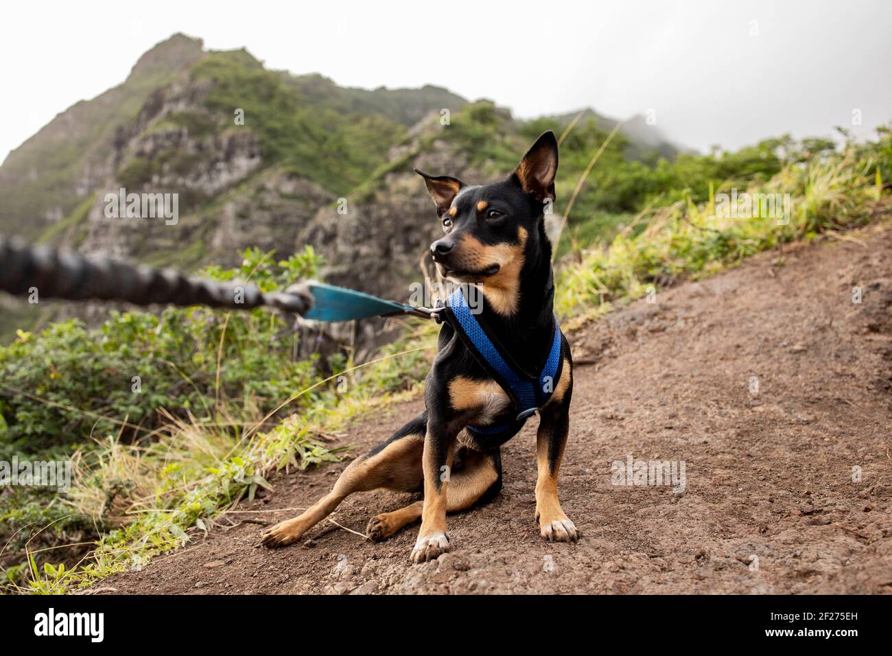 brown and black dog on leash sits in dirt on hillside Stock Photo