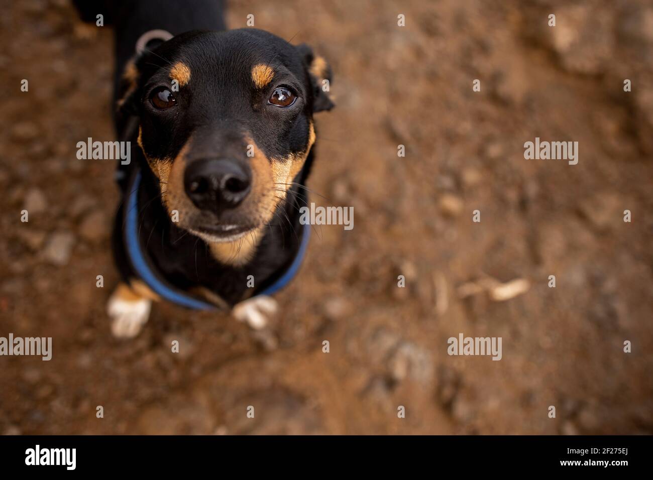 black and brown dog stands in dirt and stares at camera Stock Photo