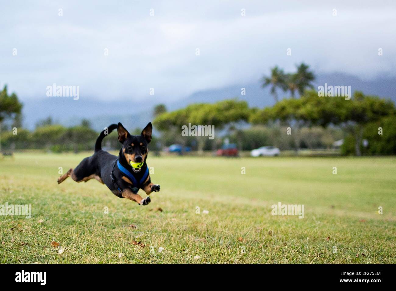 Brown and black dog runs fast with tennis ball in his mouth Stock Photo