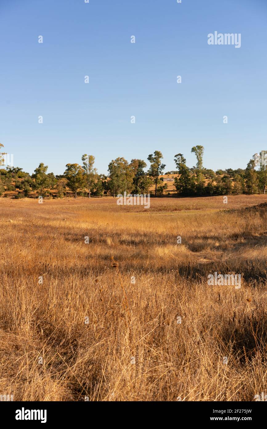 Eucalyptus Trees Landscape With Wheat On A Sunny Golden Day In Spain Stock Photo Alamy