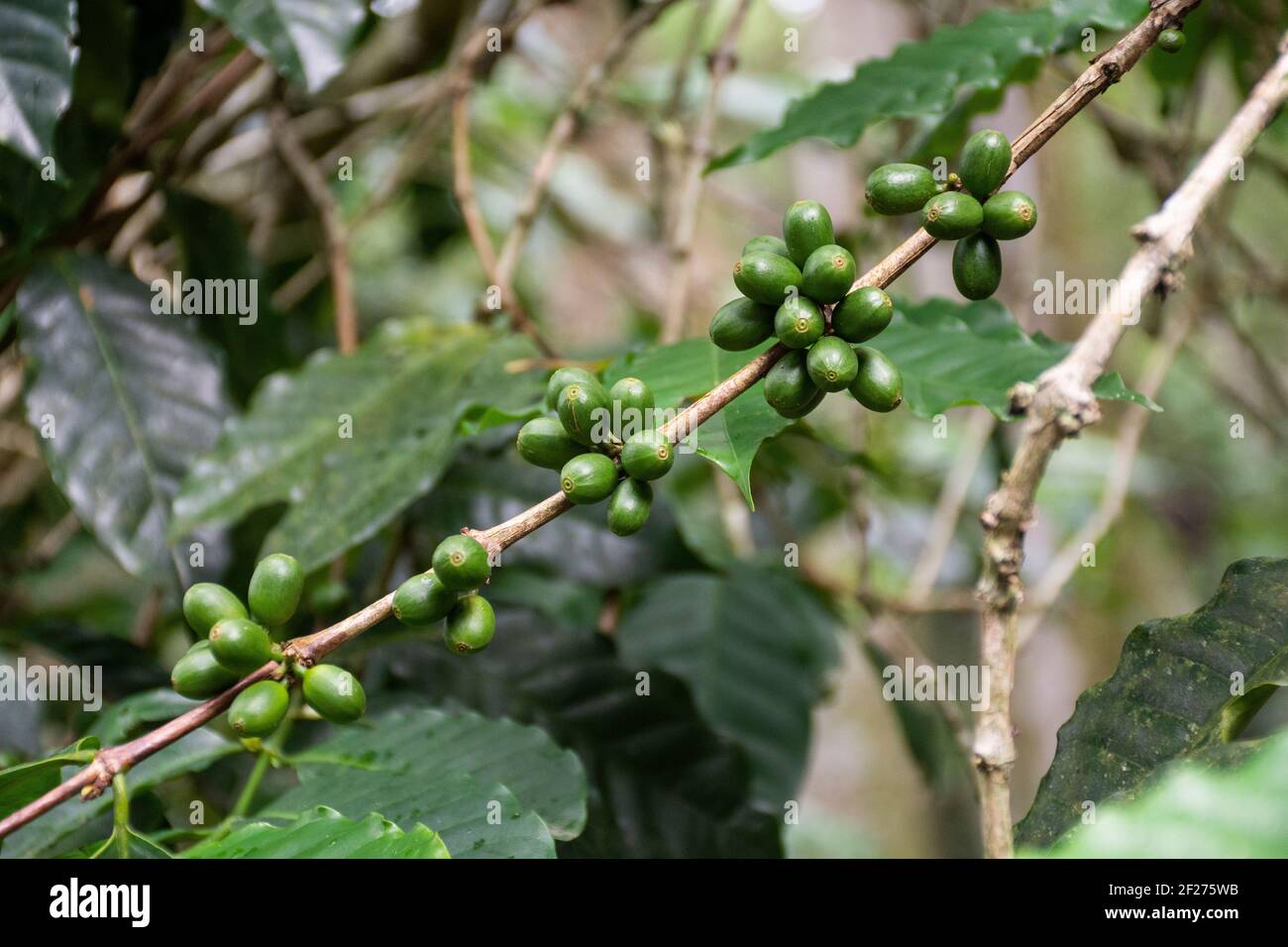 Detail of green coffee beans on green rainforest Tijuca Park Stock Photo