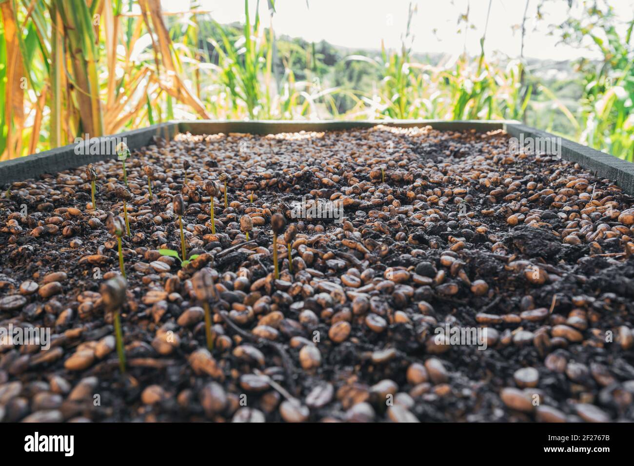 Ground container with germinating coffee beans Stock Photo