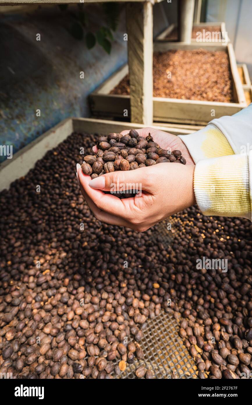 Unrecognizable woman holds roasted coffee beans in her hands Stock Photo