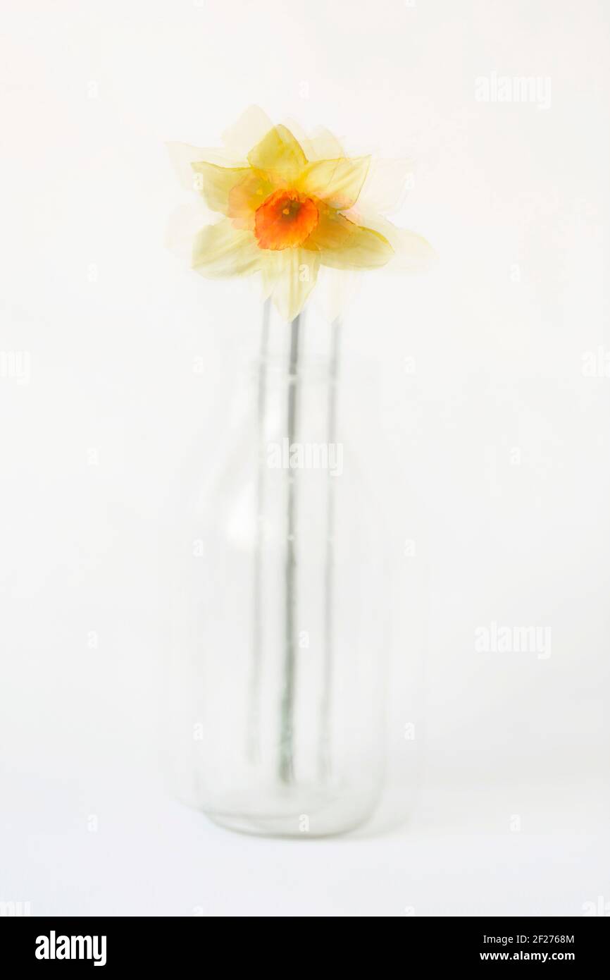Minimalist impressionist view of single daffodil in glass milk bottle Stock Photo
