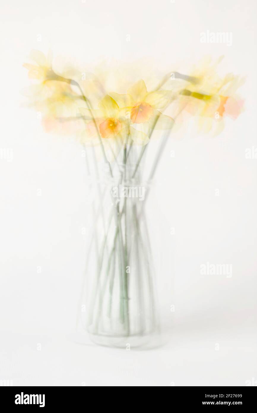 Impressionist view of daffodils in a glass milk bottle Stock Photo