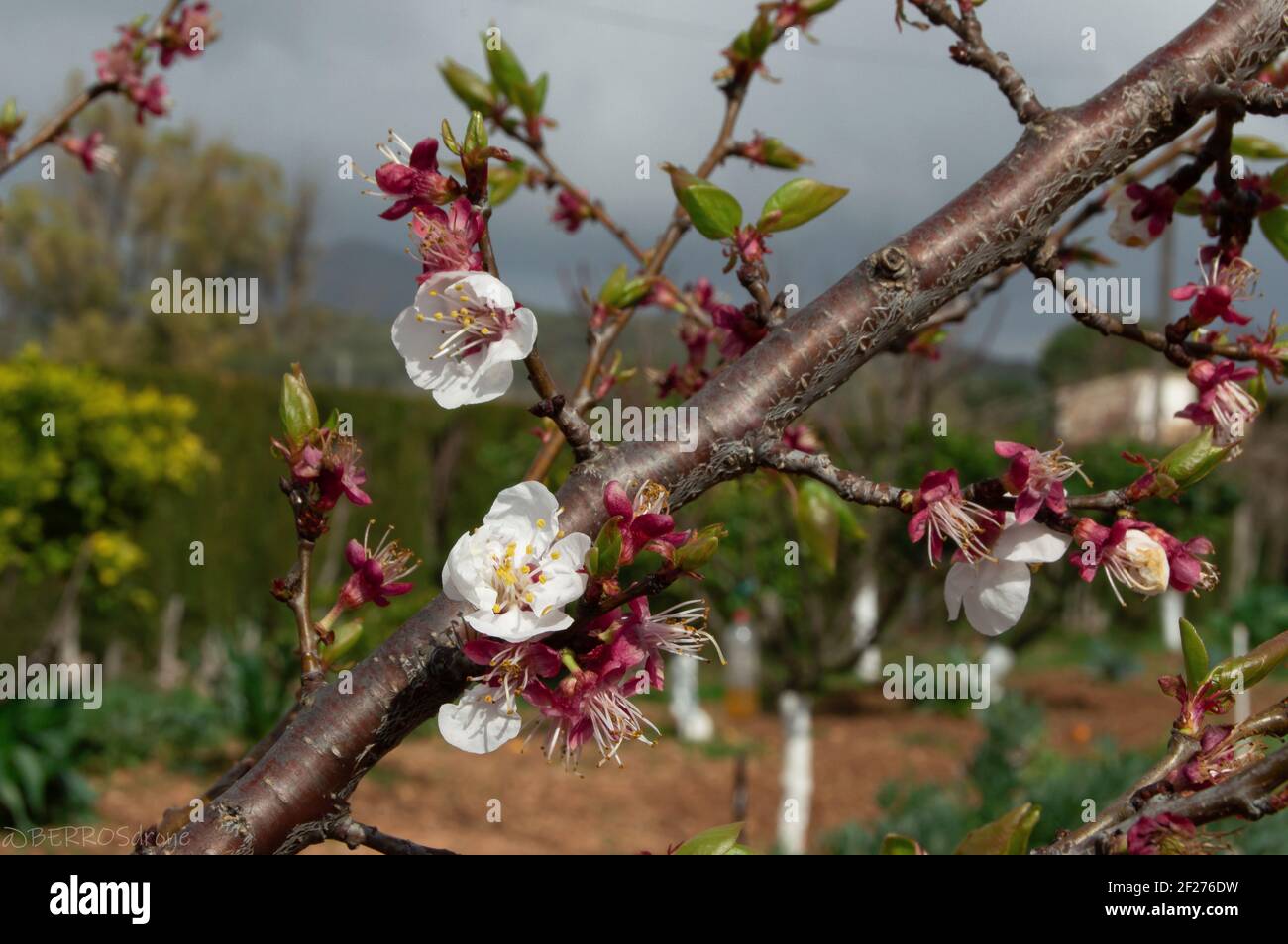 Special Branch with cute small flowers -Rama de albaricoque floreada Stock Photo