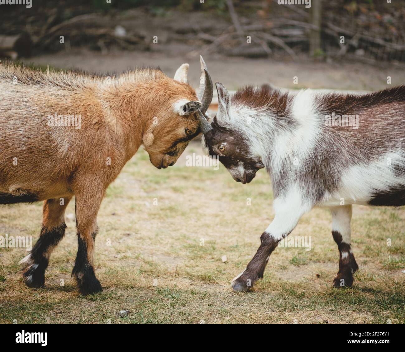 Two young goats locking horns as they play Stock Photo