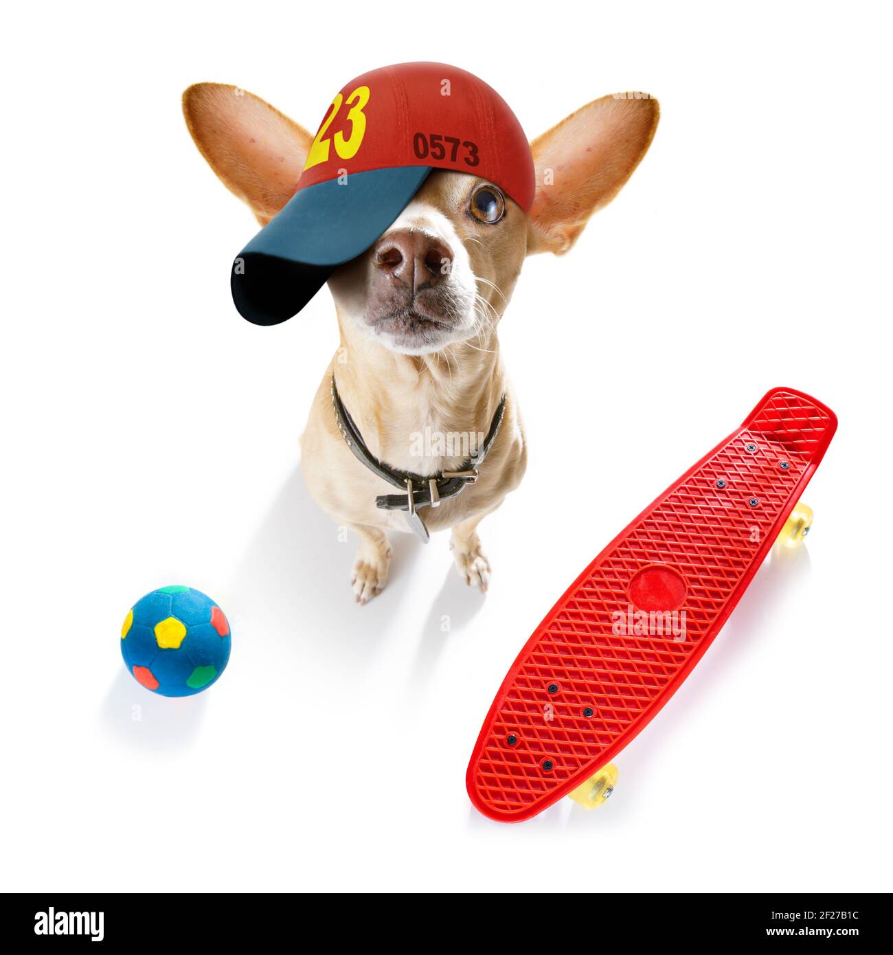 Cool baseball cap urban dog Stock Photo Alamy