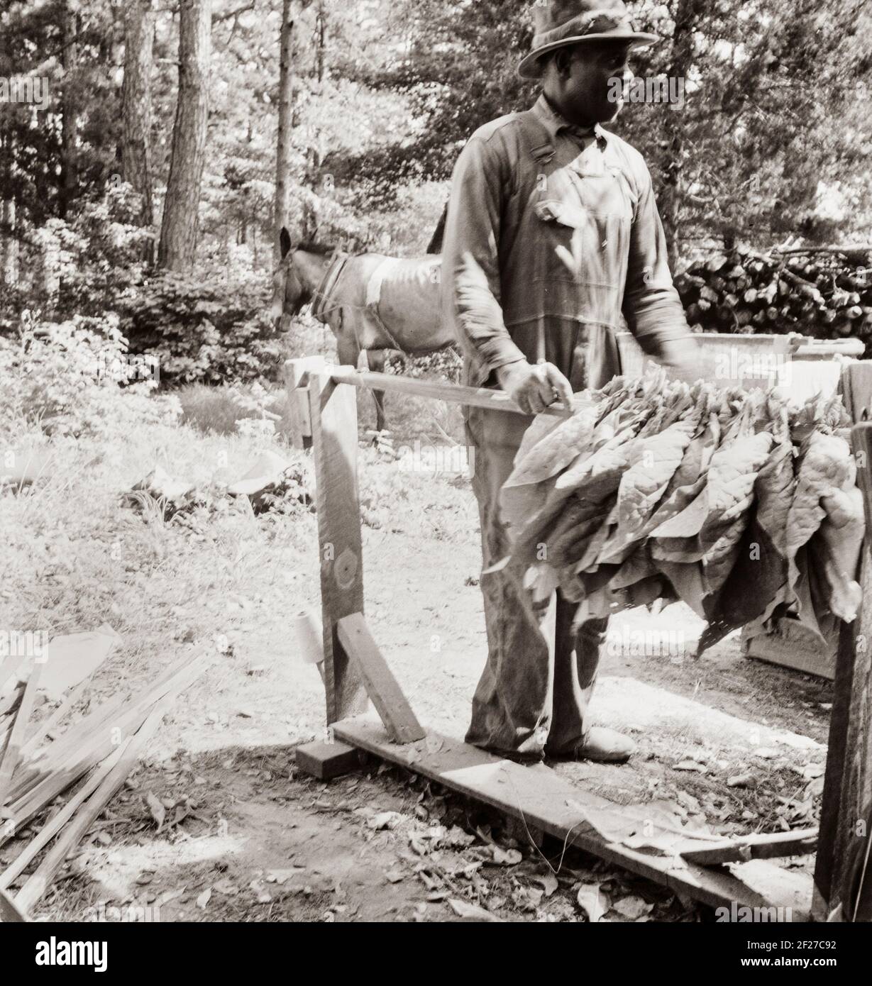 stringing tobacco Stringing tobacco. Note 