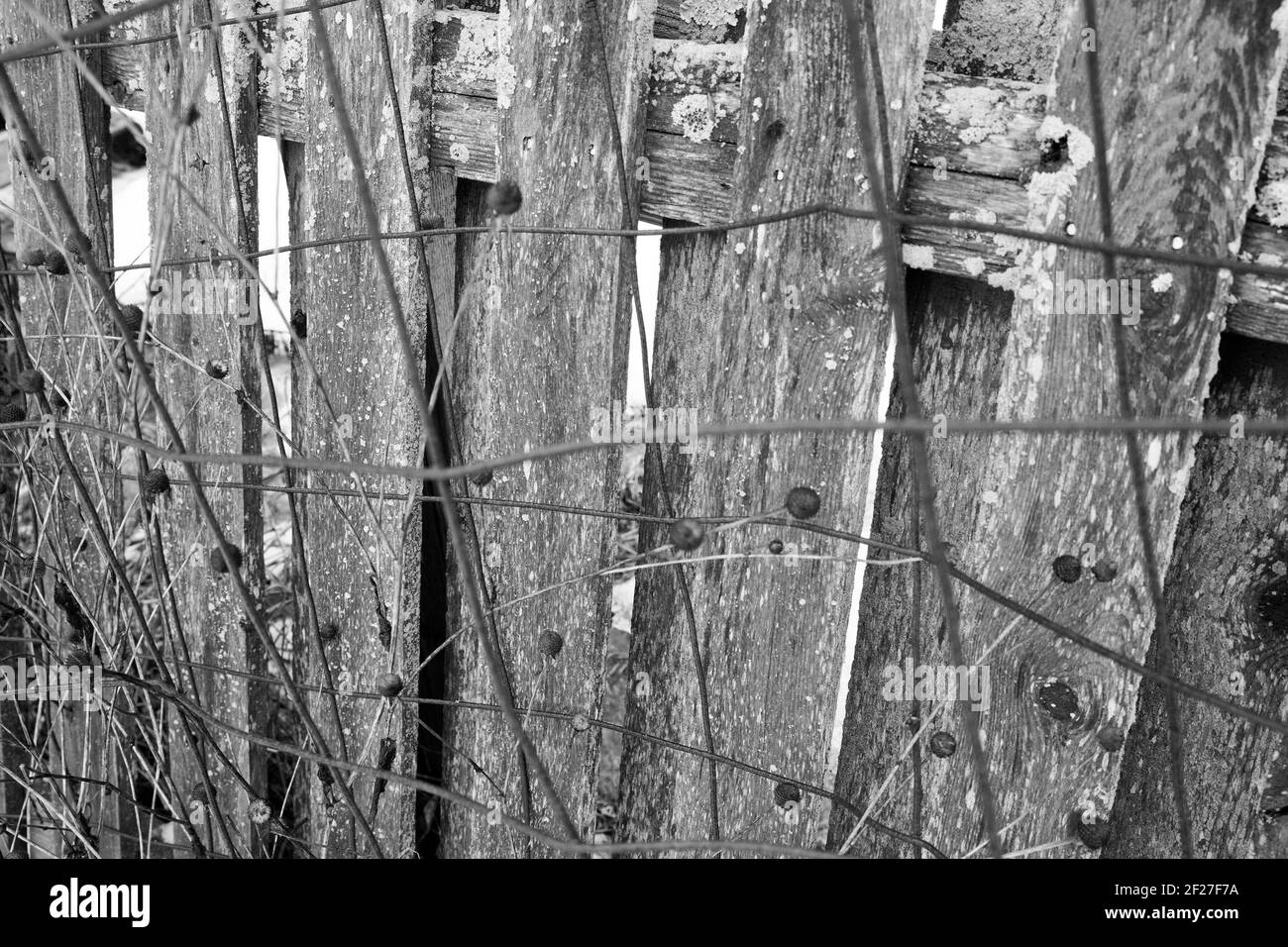 Black and white photo of wooden fence in a New England community garden in the winter. Stock Photo