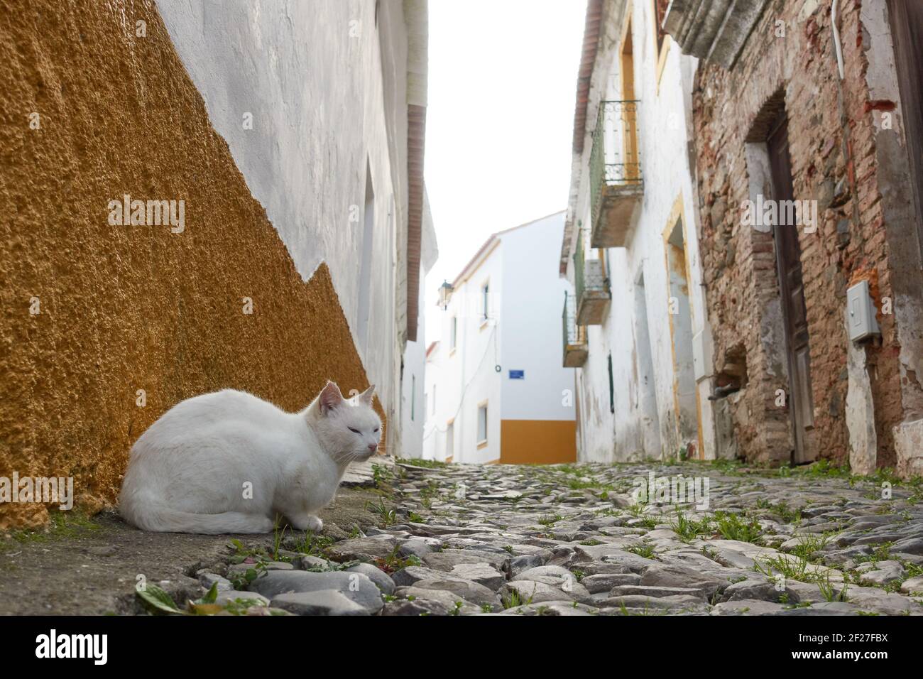 White Cat On Village Road High Resolution Stock Photography And Images Alamy
