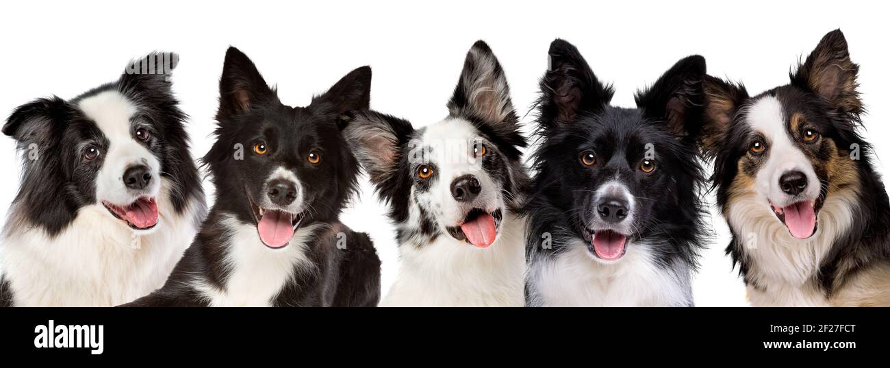 five border collie dog portrait looking at camera in front of a white background Stock Photo